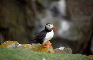 Puffin on the Skelligs